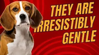 Top 7 Gentle Small Dog Breeds for Families and Seniors - Dogs 101