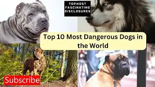 Top 10 Most Dangerous Dogs in the World