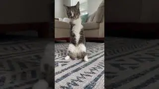 Кот-динозавр