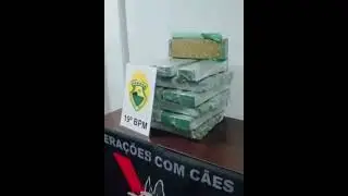 Бразилии полицейский пёс обнаружил крупную партию наркотиков.