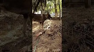 Волчок Рич
