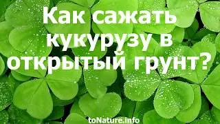 Как сажать кукурузу в открытый грунт?