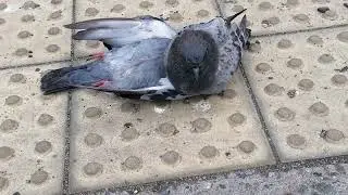 Вот ОНА , Голубиная Любовь .