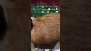 #прикол