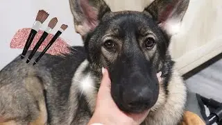 Doing My Dog’s Makeup  *CUTE*