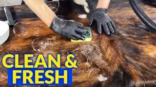 How To Clean A Cowhide Rug | Bonus Urine Removal