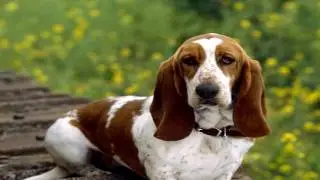 Basset Hound Parasite Prevention