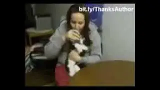 Кошки и вода =))