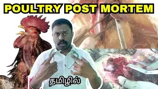 POST MORTEM EXAMINATION| POULTRY | TAMIL #poultry #viral #trending #viralvideo #video #trendingvideo