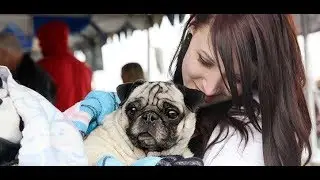 how to be friends with your pet Best ways to adjust with your Pets