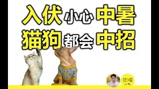 入伏了，小心毛孩子中暑，狗狗和猫咪都可能中招