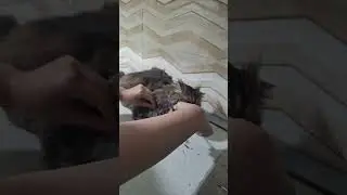 cute cat is grooming at home 🫠🥰😍