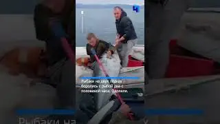 Самые счастливые рыбаки Сахалина поймали огромного тунца