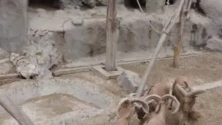 Будапешт Зоопарк.Бой козлов