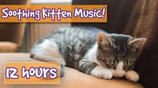 How to Make your Kitten Calm Down! Relaxing Music to Help Calm Your Cat, Kitten and Reduce Stress!🐱