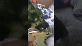 zues