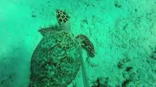 Spearfishing Bahamas Survival HD