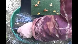 Нашёл нетронутое место на старом прииске, ЗОЛОТО есть!