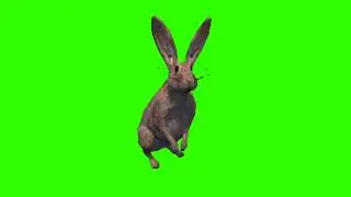 Green Screen Animation - 3D Rabbit Running (COPYRIGHT FREE)