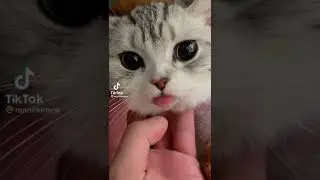 котики в тик ток