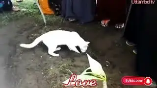 মানুষ এবং বিড়ালের অসাধারণ বন্ধুত্ব