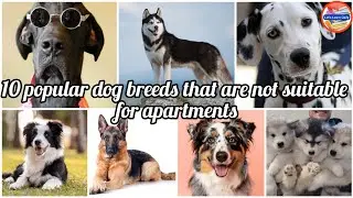 10 popular dog breeds that are not suitable for apartments.