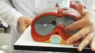 diaphragma anatomisi
