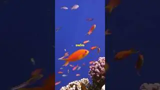 What’s your favorite fish? #fish #fishing #fishingvideo #fishinglife #fishtank #fishfry