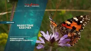 Нашествие бабочек