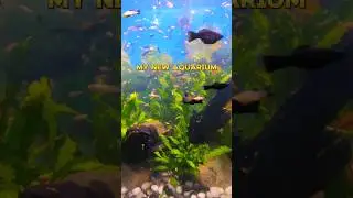 My New Aquarium🪼🐠🐟#fish #aquarium #entertainment #shortfeed