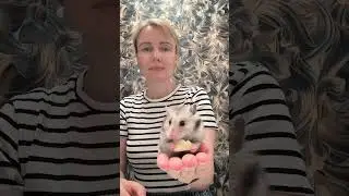 Уход за хоямком. Хомякам можно сыр 🧀 , но редко, не жирный, без специй.  #сирийскийхомяк