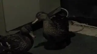 2 недели с ногавкой