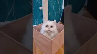 Lustige Katzen 😂