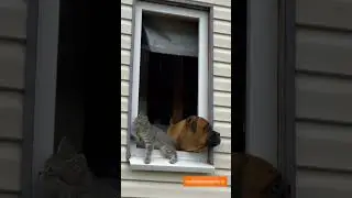 Подборка смешных роликов с животными🤣🤣🤣😂🤩😍