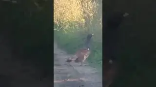 Глухарь, охота Республика Тыва