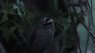 MAU NANGIS BURUNG JENIS INIPUN SUDAH MULAI LANGKA KARENA DI TANGKAP DAN DIJUAL