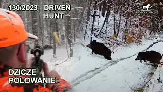 WILD BOAR Driven HUNT | SNOW HUNT in Poland