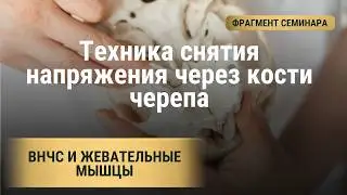 Фрагмент семинара Алгоритм Молодости Компрессия костей черепа