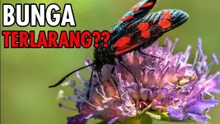 Bunga Edelweis||Bunga Abadi yang Terlarang||#bunga #bungaedelweis @MataJoeOfficial