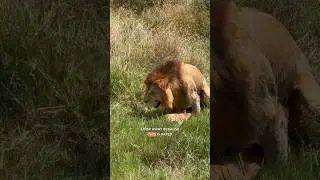 I saw lions DOING it