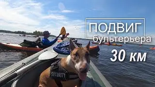 Подвиг бультерьера. 30 километров Национальный парк 