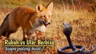 Shiver !!! Viper Snake vs Fox