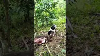 Melati anjing makan daging bagong