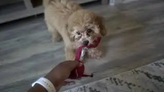 A day in the life of toy poodle |Belle