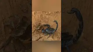 Scorpion vs Crab: Epic Battle in the Wild!