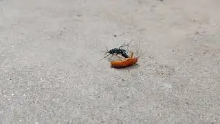 Jewel wasp hunts down Cockroach