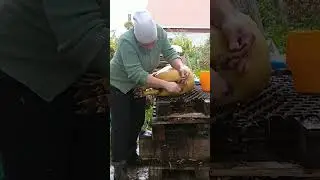 Попу мыть нужно каждый день! #вьетнамскиепоросята