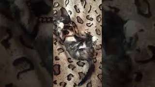 Ну и окрас у нее👀Киса от тайской кошки! 9.05.2021 г.(2)