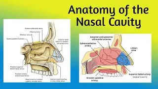 Anatomy of the Nasal Cavity || Boundaries, Vestibule, Nasal Cavity Proper