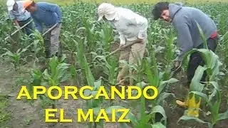 APORCANDO EL MAIZ AGRICULTURA DEL MAÍZ